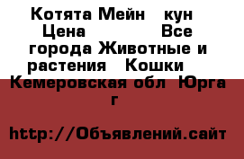 Котята Мейн - кун › Цена ­ 19 000 - Все города Животные и растения » Кошки   . Кемеровская обл.,Юрга г.